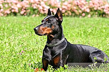 Kā Dot Mirdzošu Mēteli Dobermana Pinčerim