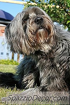 Cómo Encontrar La Zona De Cosquilleo De Un Perro