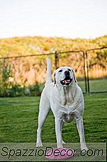 Alternativas A Los Patios Cercados Para Perros