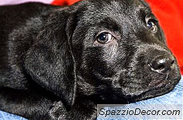 Black Lab Puppy Informasjon