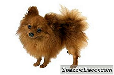 Can A Pomeranian Ottiene Un Taglio Di Capelli?