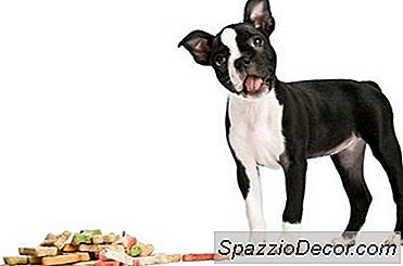 Cibo Per Cani Per Cani Con Sensibilità