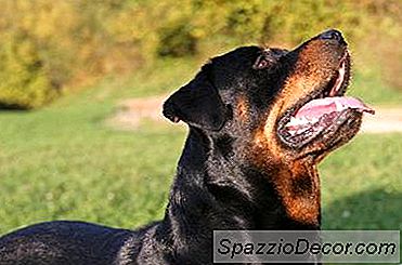 Aseo Rottweilers