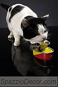 Receita De Deleite Com Alta Proteína Para O Gato