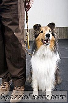 Cómo Cortar La Piel Del Dedo Del Pie En Un Sheltie