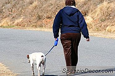 Köpeğinizin Tasmasını Nasıl Tutunur?