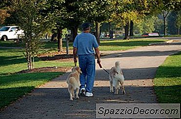 Como Manter Adequadamente Uma Coleira De Cachorro