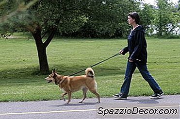 Hvordan Lære En Hund Å Poo