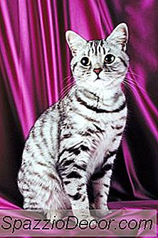 Informations Sur Les Chats À Poil Court American Tabby Silver