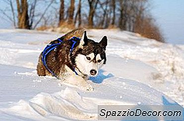 Esperanza De Vida De Un Husky