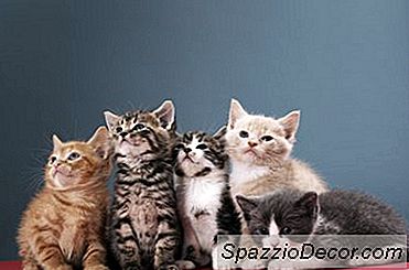 Apa Kata Benda Yang Umum Untuk Sekelompok Anak Kucing? - 2021