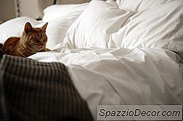Perché Ai Gatti Piace Dormire Sopra Di Te?